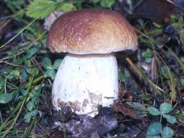  Image name: 20 Porcino.jpg 
 width: 640 pixel 
 height: 480 pixel 
 Size: 20638 bytes 
 Click to enlarge 